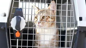 Football’s not coming home after England World Cup exit but Dave the cat is