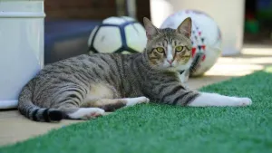 England mascot Dave the cat supporting Lionesses from his new home