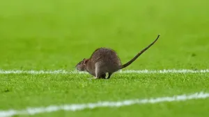 5 strange stoppages in football games after rat halts Wales’ World Cup qualifier